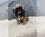 Small Photo #3 Shih Tzu Puppy For Sale in SAINT AUGUSTINE, FL, USA
