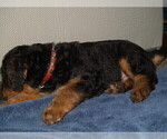 Small #1 Airedale Terrier