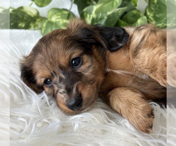 Medium Photo #11 Dachshund Puppy For Sale in ROCK STREAM, NY, USA