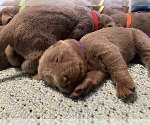 Medium Photo #4 Labrador Retriever Puppy For Sale in OUTLOOK, WA, USA