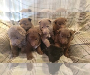 German Shepherd Dog Puppy for sale in MCLOUD, OK, USA