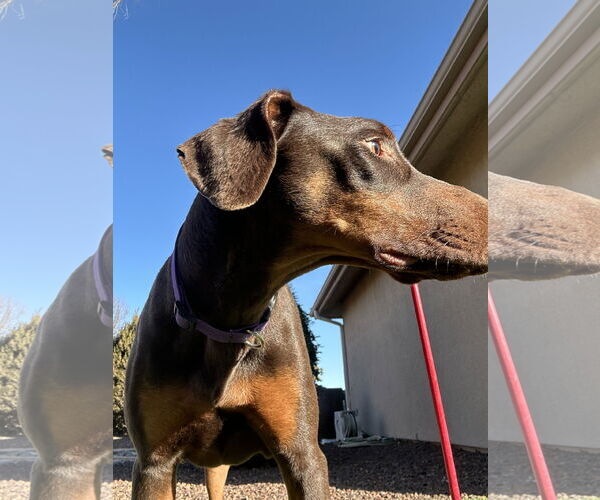 Medium Photo #11 Doberman Pinscher Puppy For Sale in Buffalo, MN, USA