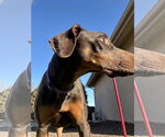 Small #10 Doberman Pinscher