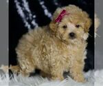 Small Photo #40 Maltipoo (Miniature) Puppy For Sale in WARSAW, IN, USA