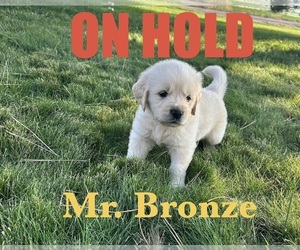 Medium English Cream Golden Retriever