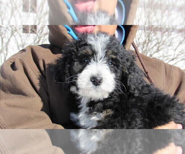 Medium Photo #6 Bernedoodle Puppy For Sale in BIG ROCK, IL, USA