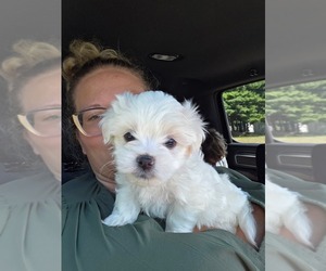 Havanese-Mal-Shi Mix Puppy for sale in STURGIS, MI, USA
