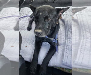 Milo (AL) - Male Mutt Dog for Adoption - Photo #3