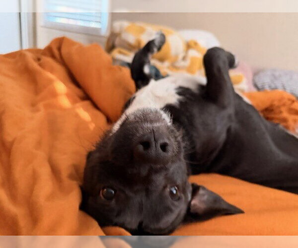 Medium Photo #5 Mutt Puppy For Sale in Candler, NC, USA