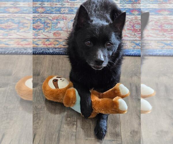 Medium Photo #2 Schipperke Puppy For Sale in Sequim, WA, USA