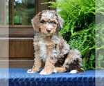 Small #2 Bernedoodle (Miniature)