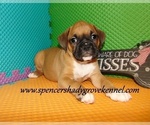 Small #1 Boxer