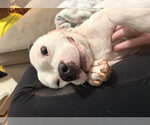 Small #5 American Boston Bull Terrier