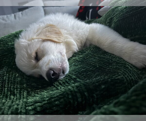 Medium Photo #3 Great Pyrenees-Unknown Mix Puppy For Sale in Dallas, TX, USA