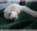 Small #2 Great Pyrenees Mix
