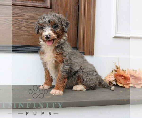 Medium Photo #2 Bernedoodle (Miniature) (+ Poodle Miniature) Puppy For Sale in NARVON, PA, USA