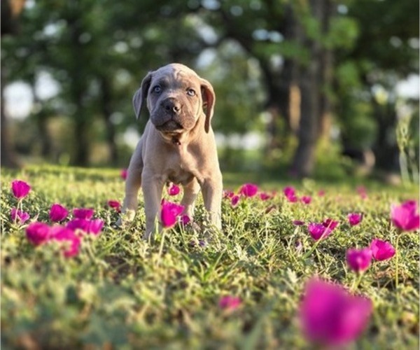 Medium Photo #9 Cane Corso Puppy For Sale in BANGS, TX, USA