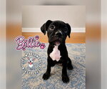 Small #2 Boxer Mix