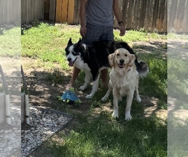 Medium Photo #1 Golden Retriever-Huskies  Mix Puppy For Sale in FORT COLLINS, CO, USA