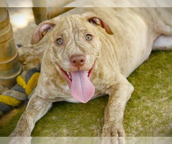 Medium Photo #2 American Staffordshire Terrier-Unknown Mix Puppy For Sale in Tallahassee, FL, USA
