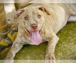Small #1 American Staffordshire Terrier Mix