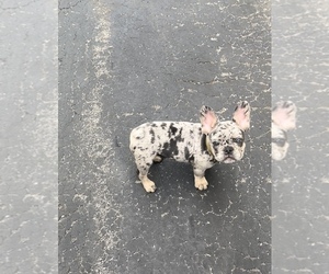 French Bulldog Puppy for sale in BUFFALO, NY, USA