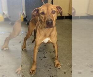 Labrador Retriever-Unknown Mix Dogs for adoption in Camarillo, CA, USA