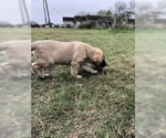 Small Photo #10 Anatolian Shepherd Puppy For Sale in ROBSTOWN, TX, USA
