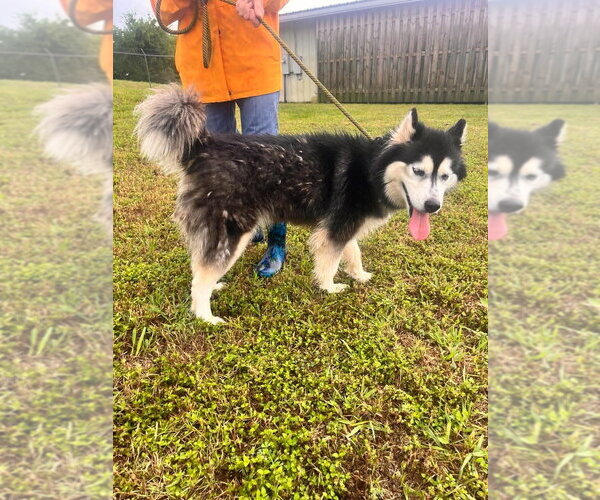 Medium Photo #4 Alaskan Malamute-Unknown Mix Puppy For Sale in Abbeville, LA, USA