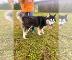 Small #3 Alaskan Malamute Mix