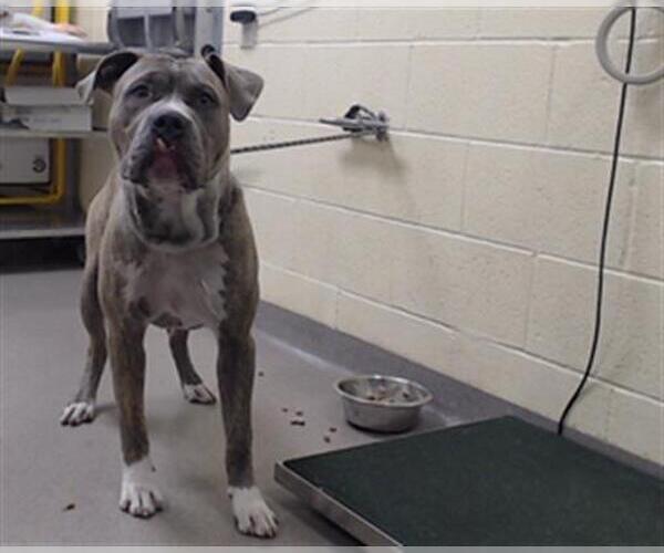 Medium Photo #1 American Pit Bull Terrier Puppy For Sale in Denver, CO, USA