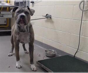 American Pit Bull Terrier Dogs for adoption in Denver, CO, USA