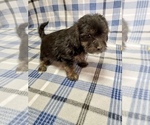 Small Photo #2 Morkie-Yorkshire Terrier Mix Puppy For Sale in HAMPTON, VA, USA