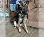 Small Photo #1 German Shepherd Dog Puppy For Sale in KATY, TX, USA