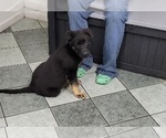 Small Photo #11 German Shepherd Dog Puppy For Sale in VAN BUREN, AR, USA