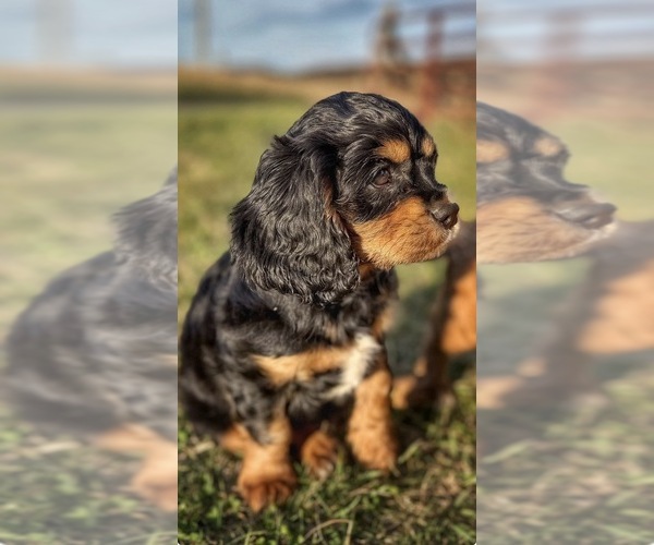 Medium Photo #1 Cavalier King Charles Spaniel Puppy For Sale in MAYSVILLE, WV, USA