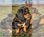 Small Cavalier King Charles Spaniel