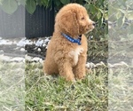 Small Photo #6 Goldendoodle Puppy For Sale in ARAB, AL, USA