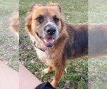 Small #1 English Shepherd Mix
