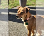 Small #4 Chihuahua Mix