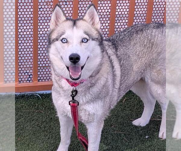 Medium Photo #2 Siberian Husky-Unknown Mix Puppy For Sale in Las Vegas, NV, USA