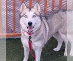 Small Photo #2 Siberian Husky-Unknown Mix Puppy For Sale in Las Vegas, NV, USA