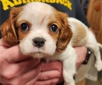 Small Photo #2 Cavalier King Charles Spaniel Puppy For Sale in BOONVILLE, NY, USA