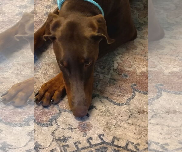 Medium Photo #5 Doberman Pinscher Puppy For Sale in Buffalo, MN, USA