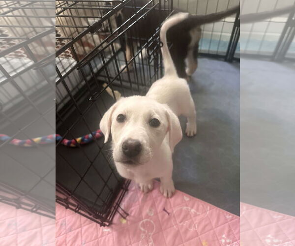 Medium Photo #8 Great Pyrenees-Unknown Mix Puppy For Sale in Houston, TX, USA