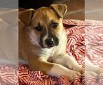 Small Photo #1 Mutt Puppy For Sale in Marina Del Rey, CA, USA