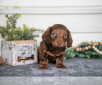 Small #1 Dachshund