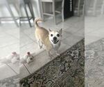 Small #1 Shiba Inu Mix