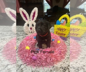 Labrador Retriever Puppy for sale in GLOUSTER, OH, USA