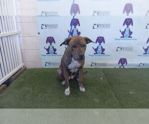Mutt Dogs for adoption in Orlando, FL, USA
